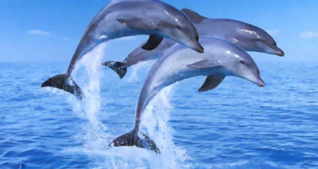 Kamarádské vztahy a akce mezi delfíny